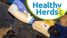 Wiltshire: Johne's management - Profit through prevention